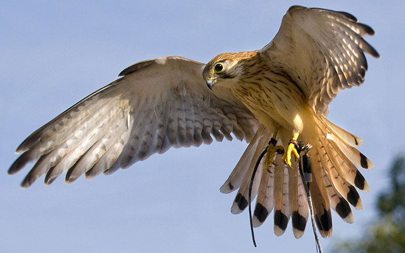 kangaroo island raptor domain wildlife birds eagle experience 