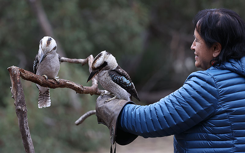 kangaroo island raptor domain wildlife birds eagle experience 