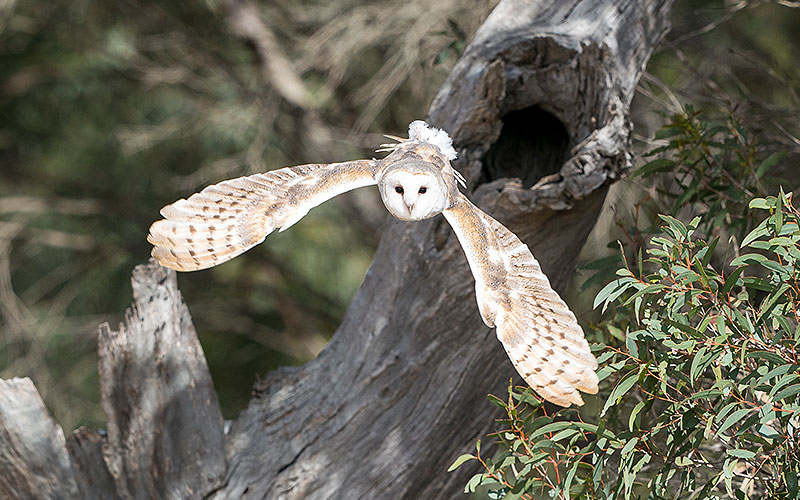 kangaroo island raptor domain wildlife birds eagle experience 