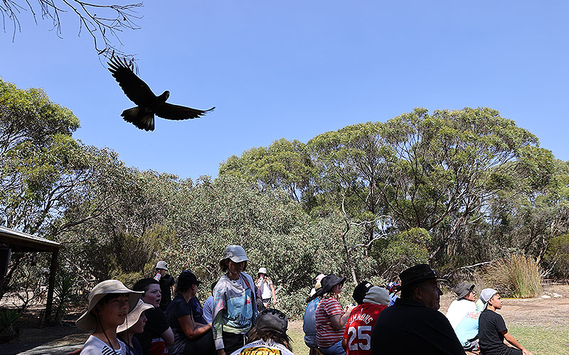 kangaroo island raptor domain wildlife birds eagle experience 