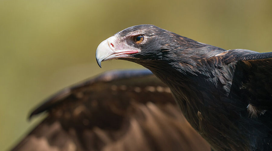 kangaroo island raptor domain wildlife birds eagle experience 