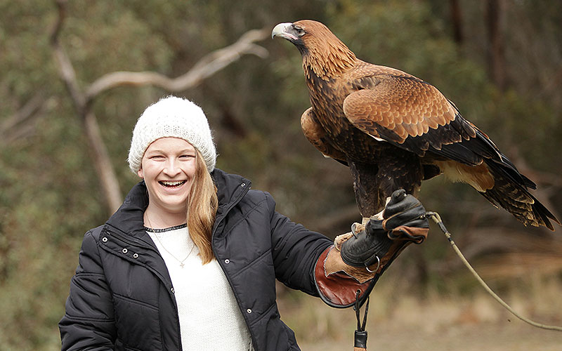 kangaroo island raptor domain wildlife birds eagle experience 