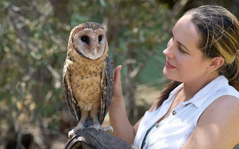 kangaroo island raptor domain wildlife birds eagle experience